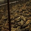 18.04.2016 - Gedenkfahrt nach Auschwitz
